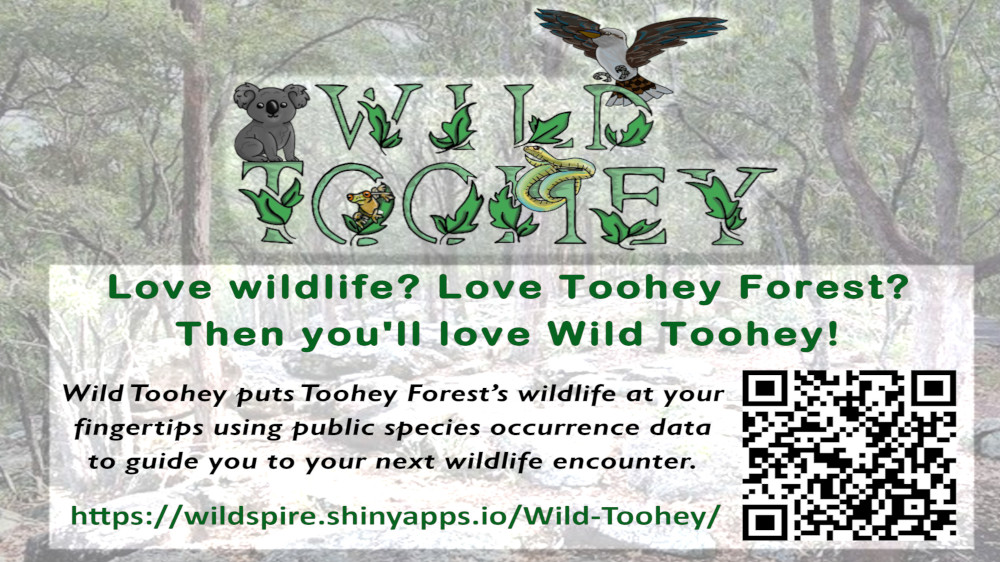 WildToohey